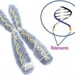 telomero